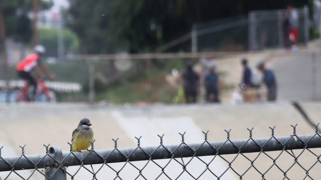 A bird on a fence

Description automatically generated