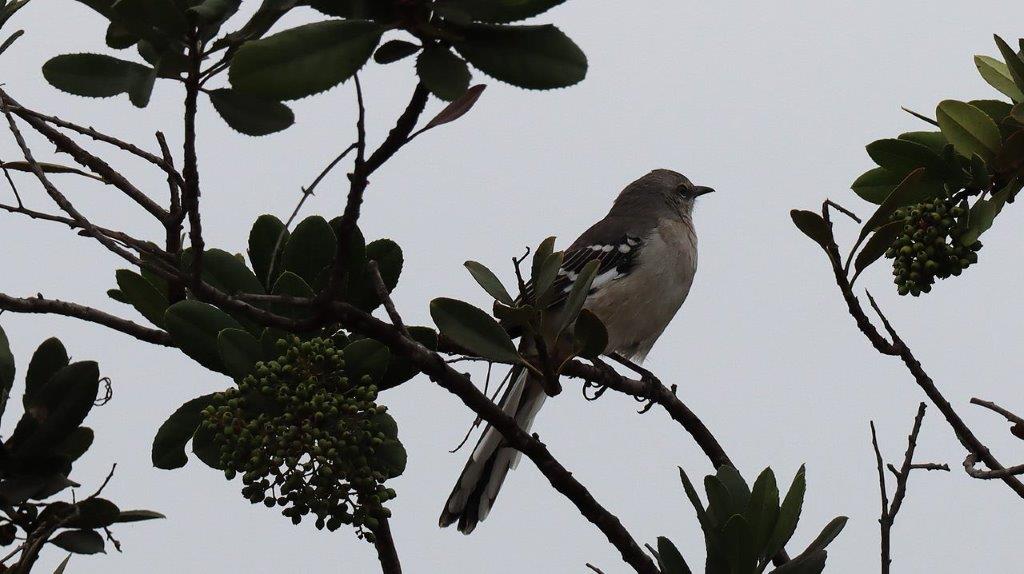 A bird sitting on a branch

Description automatically generated