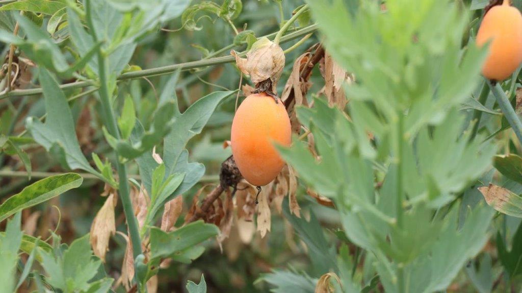 A close-up of a fruit on a plant

Description automatically generated