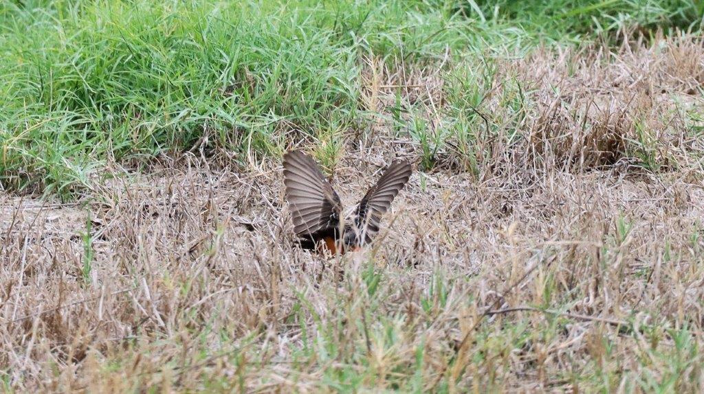 A bird with wings spread out in the grass

Description automatically generated