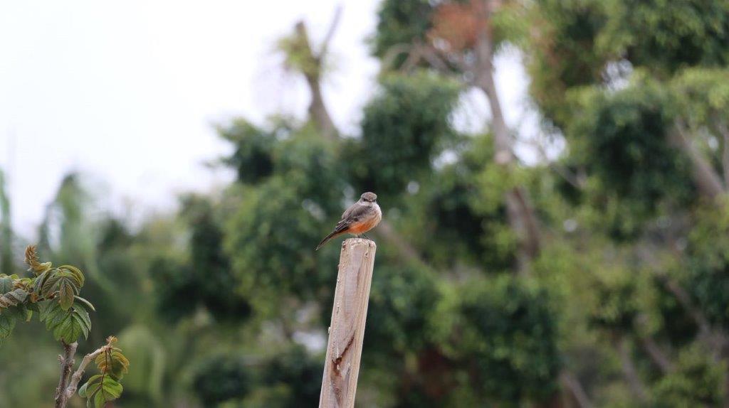 A bird sitting on a post

Description automatically generated