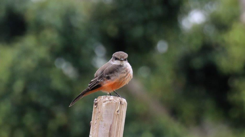 A bird perched on a post

Description automatically generated