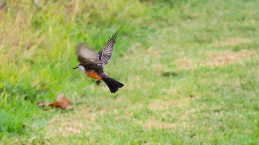 A bird flying in the air

Description automatically generated