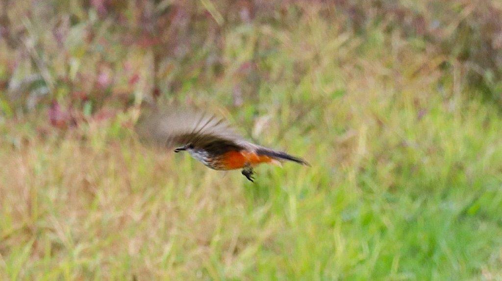 A bird flying in the air

Description automatically generated