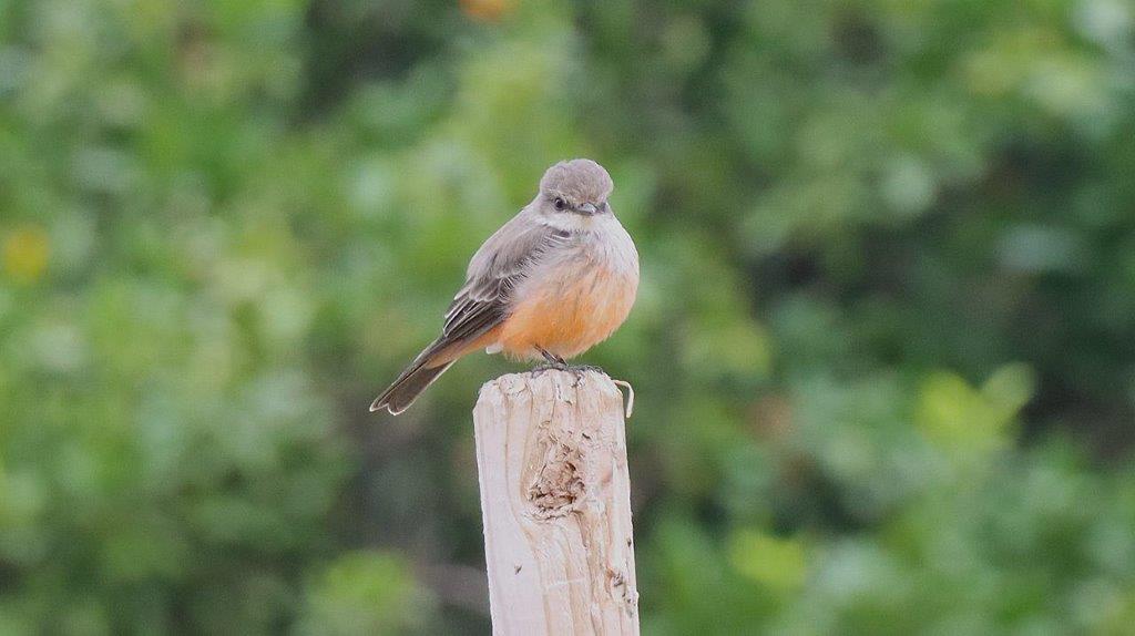 A bird standing on a post

Description automatically generated