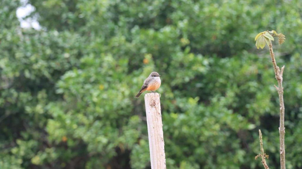 A bird on a post

Description automatically generated