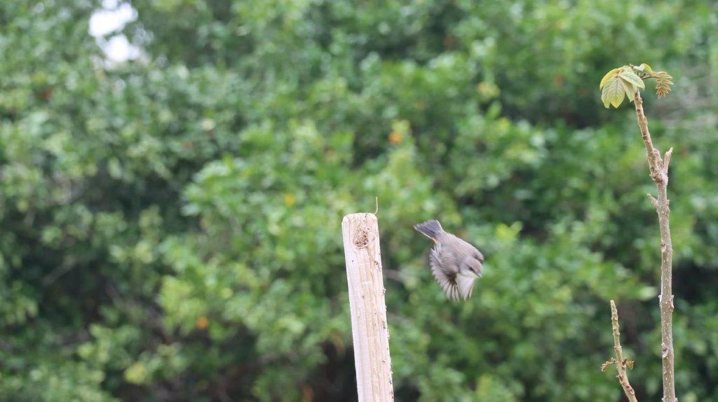 A bird flying over a wooden post

Description automatically generated