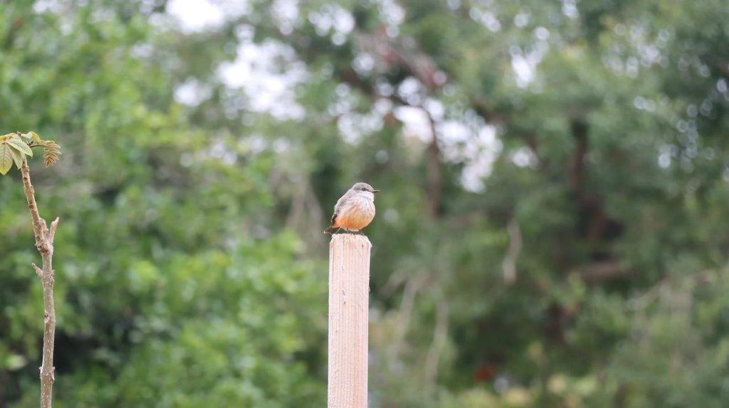 A bird on a post

Description automatically generated