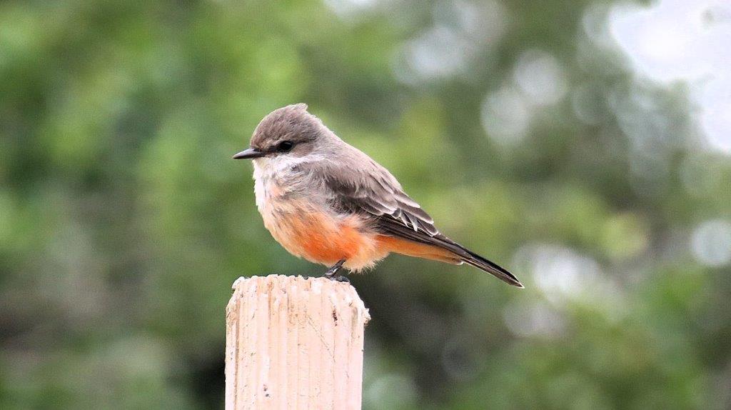 A bird standing on a post

Description automatically generated