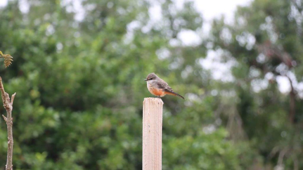 A bird on a post

Description automatically generated