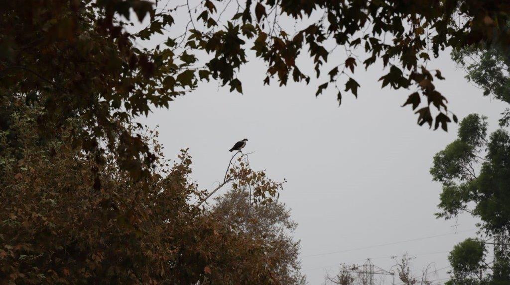 A bird perched on a branch

Description automatically generated