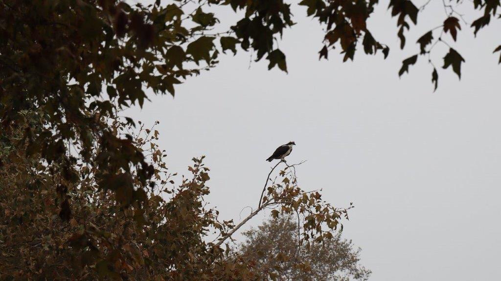 A bird perched on a tree branch

Description automatically generated