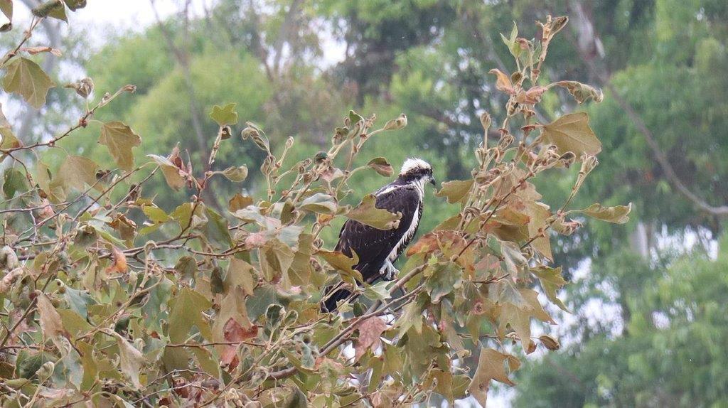 A bird sitting on a tree branch

Description automatically generated