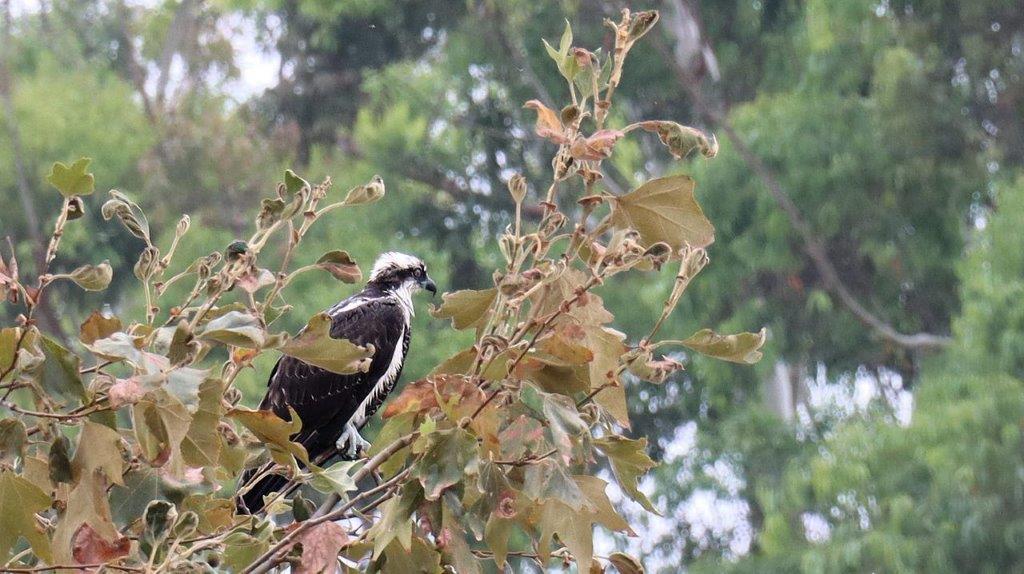 A bird sitting on a tree branch

Description automatically generated