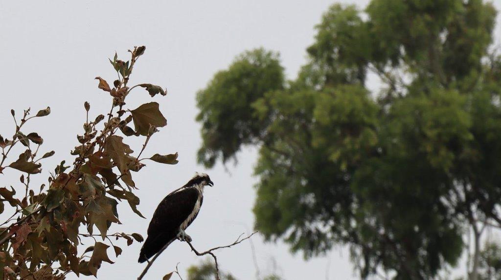 A bird sitting on a branch

Description automatically generated