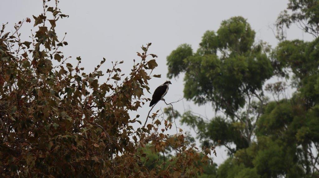 A bird perched on a branch

Description automatically generated