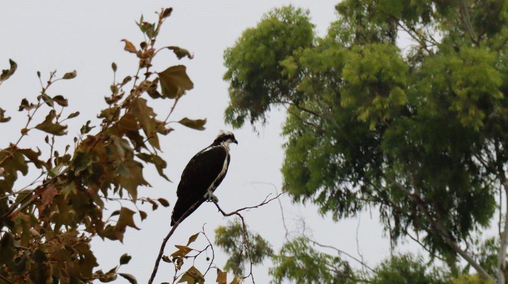 A bird sitting on a branch

Description automatically generated