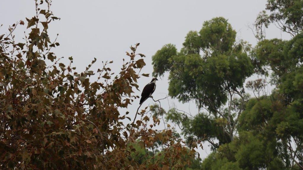 A bird sitting on a branch

Description automatically generated