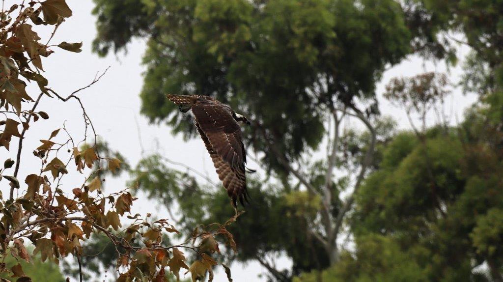 A hawk flying in the air

Description automatically generated