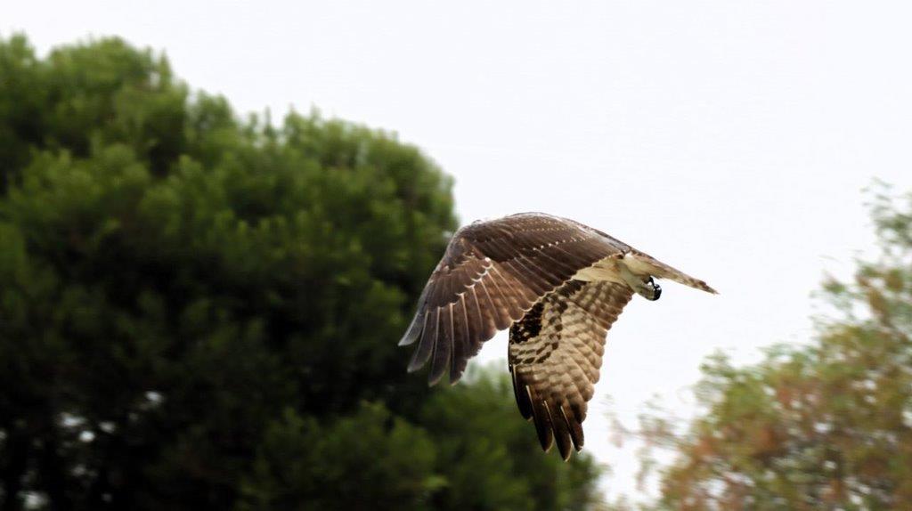 A hawk flying in the sky

Description automatically generated