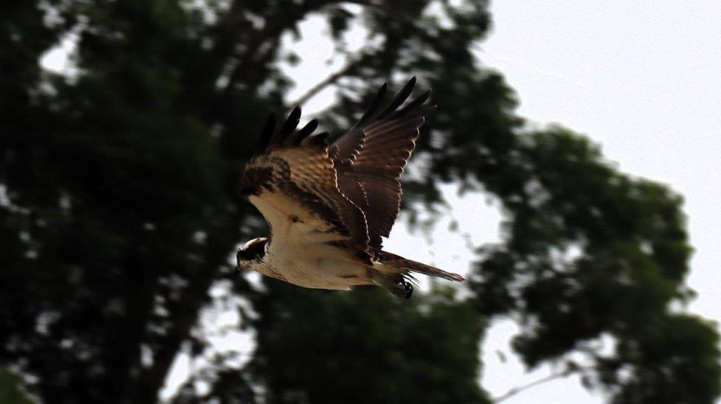 A bird flying in the sky

Description automatically generated