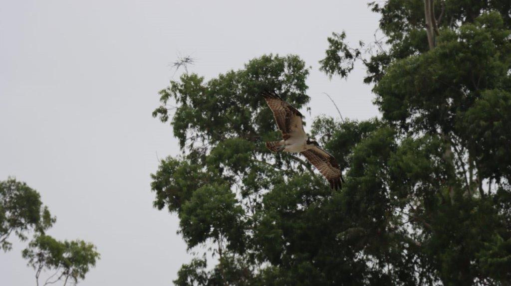 A bird flying in the air

Description automatically generated