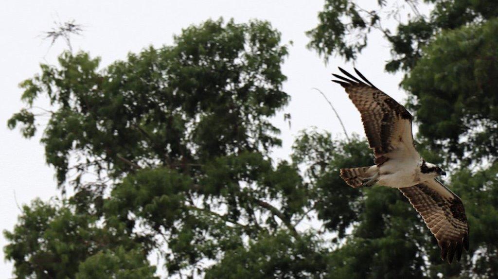 A hawk flying in the air

Description automatically generated