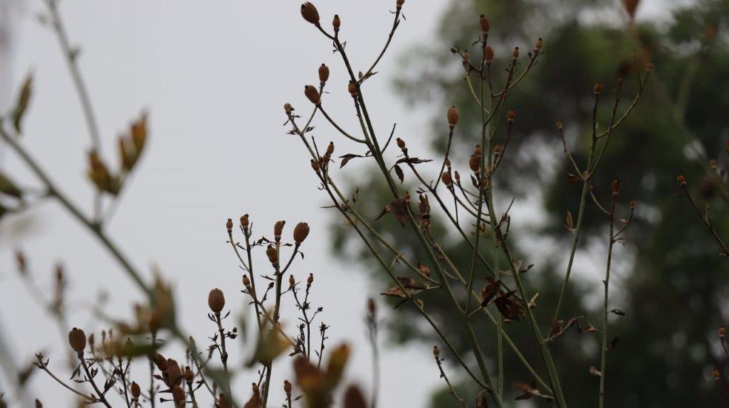 Close-up of a plant with a blurry background

Description automatically generated