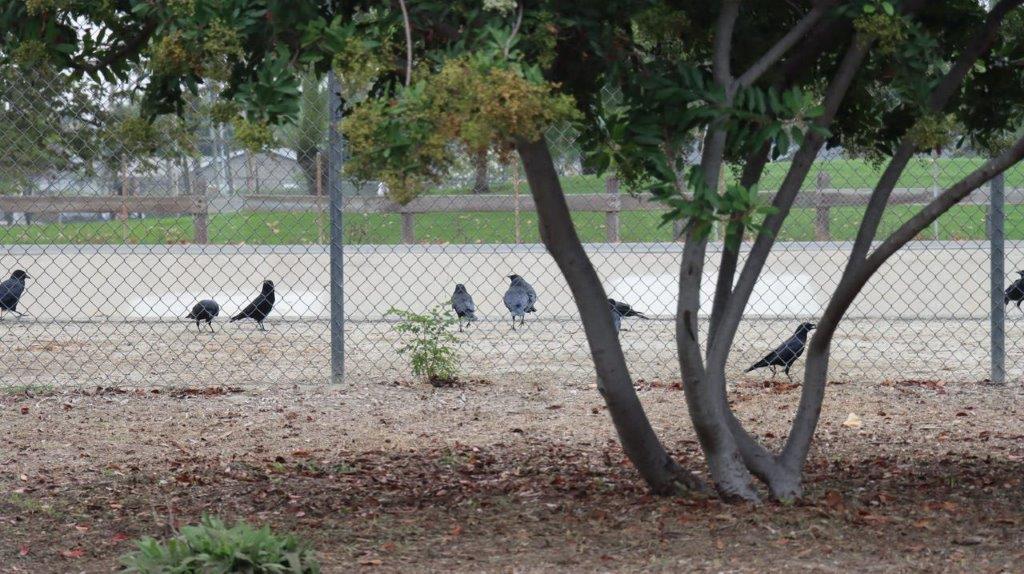 Birds standing in a fence

Description automatically generated