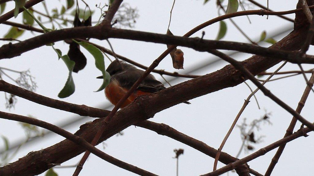 A bird on a tree branch

Description automatically generated