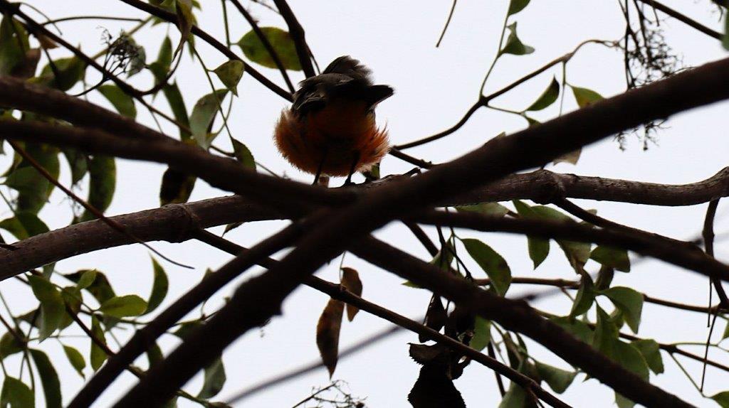 A bird on a tree branch

Description automatically generated