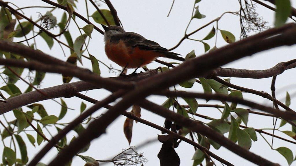 A bird sitting on a tree branch

Description automatically generated