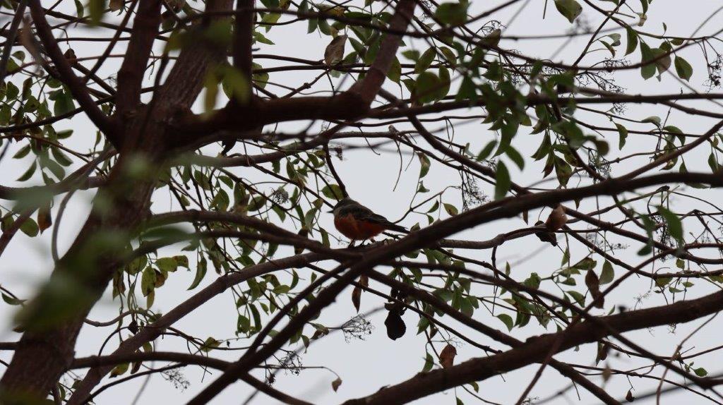 A bird sitting on a tree branch

Description automatically generated