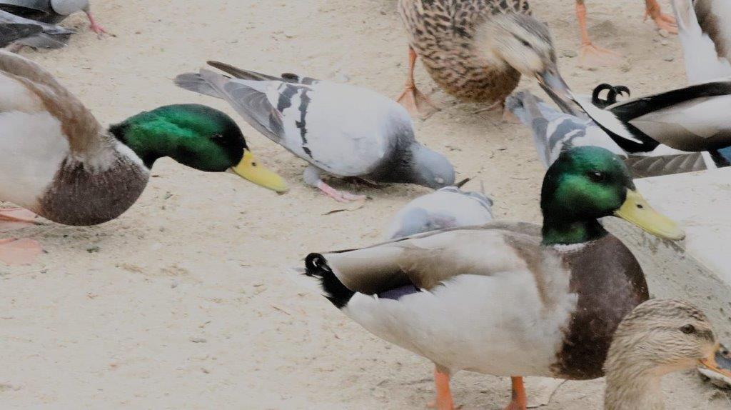 A group of ducks on the ground

Description automatically generated