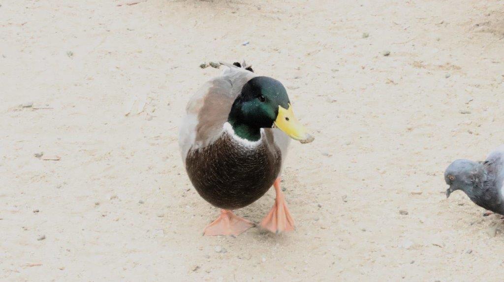 A duck walking on sand

Description automatically generated