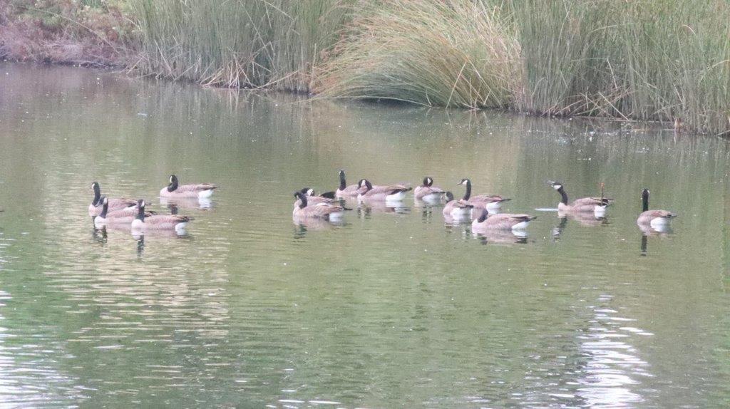 A group of ducks swimming in a pond

Description automatically generated