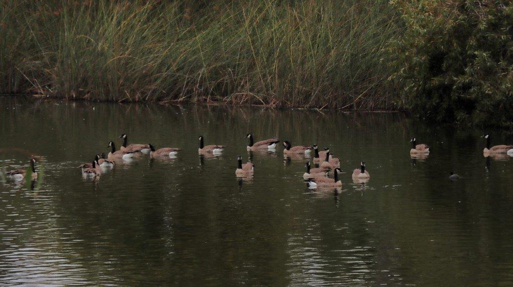 A group of ducks swimming in a pond

Description automatically generated