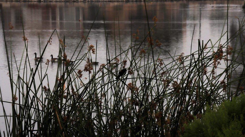 A bird sitting on a branch near a body of water

Description automatically generated