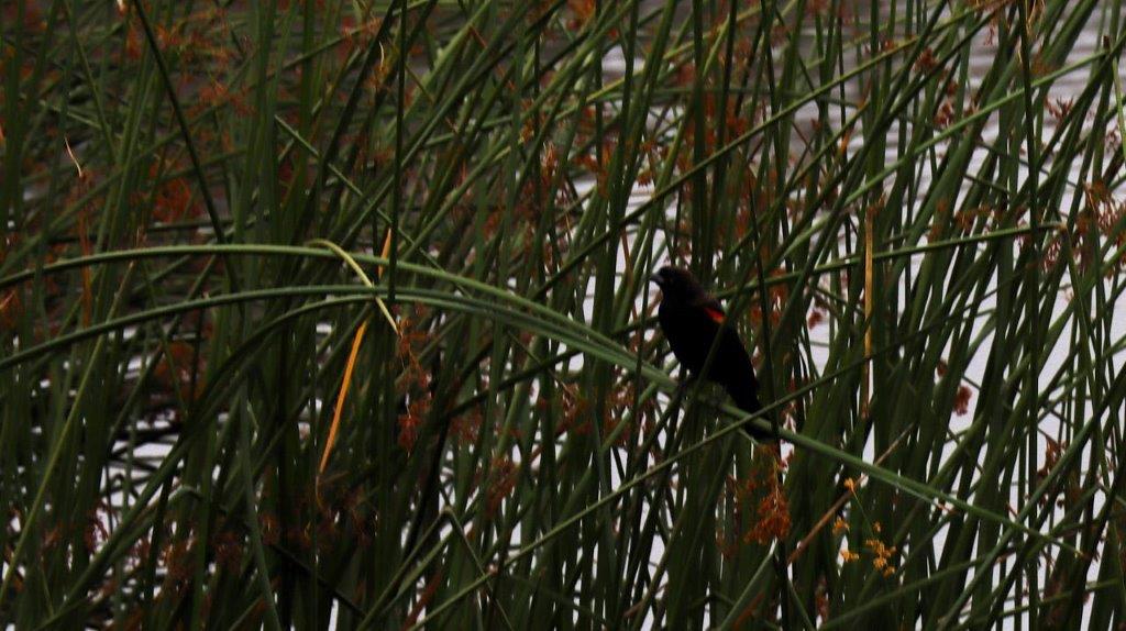 A bird sitting on a blade of grass

Description automatically generated