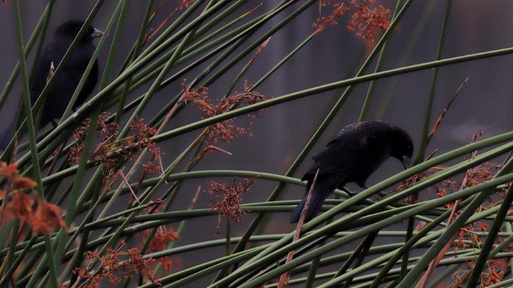 A black bird on a branch

Description automatically generated