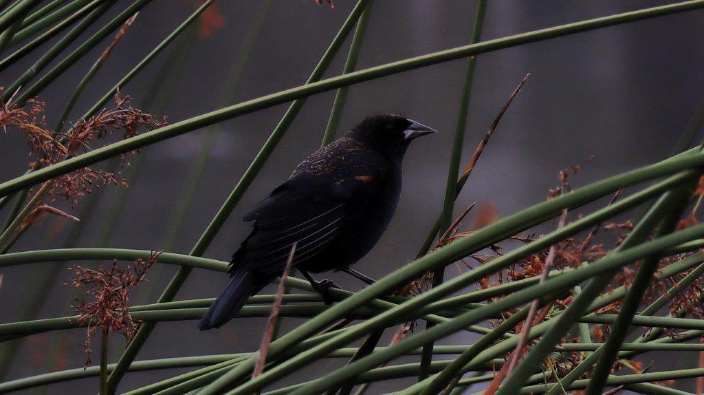 A black bird on a branch

Description automatically generated