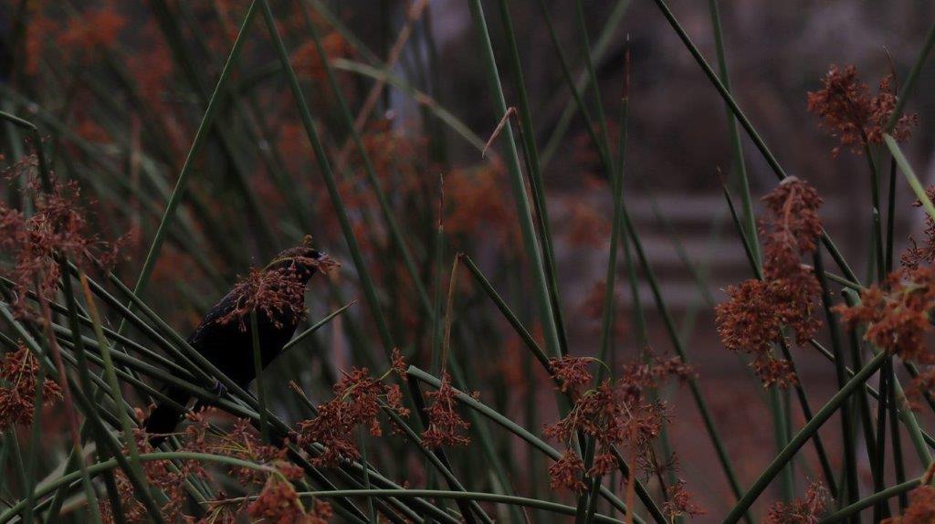 A bird sitting on a branch

Description automatically generated