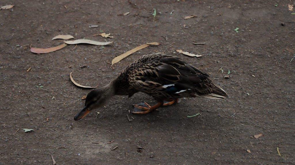 A duck on the ground

Description automatically generated