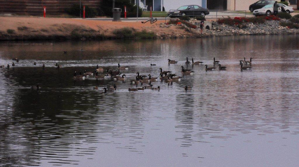 A group of ducks swimming in a lake

Description automatically generated