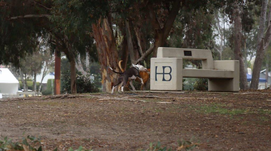 A dog running near a bench

Description automatically generated