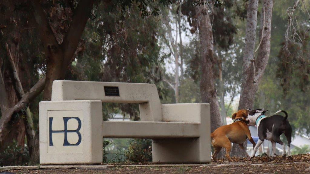 A dog next to a bench

Description automatically generated