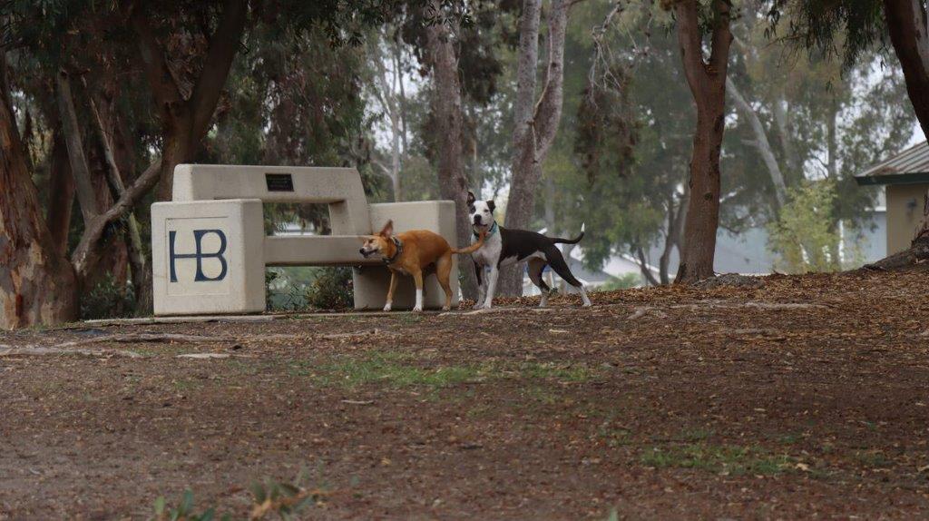 Two dogs standing next to a bench

Description automatically generated