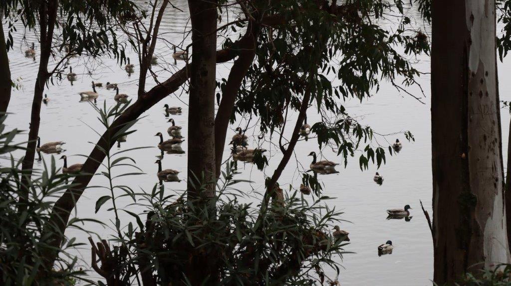 A group of ducks swimming in a lake

Description automatically generated