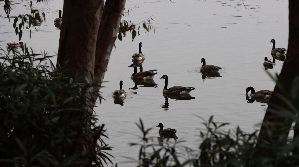 A group of ducks swimming in a lake

Description automatically generated