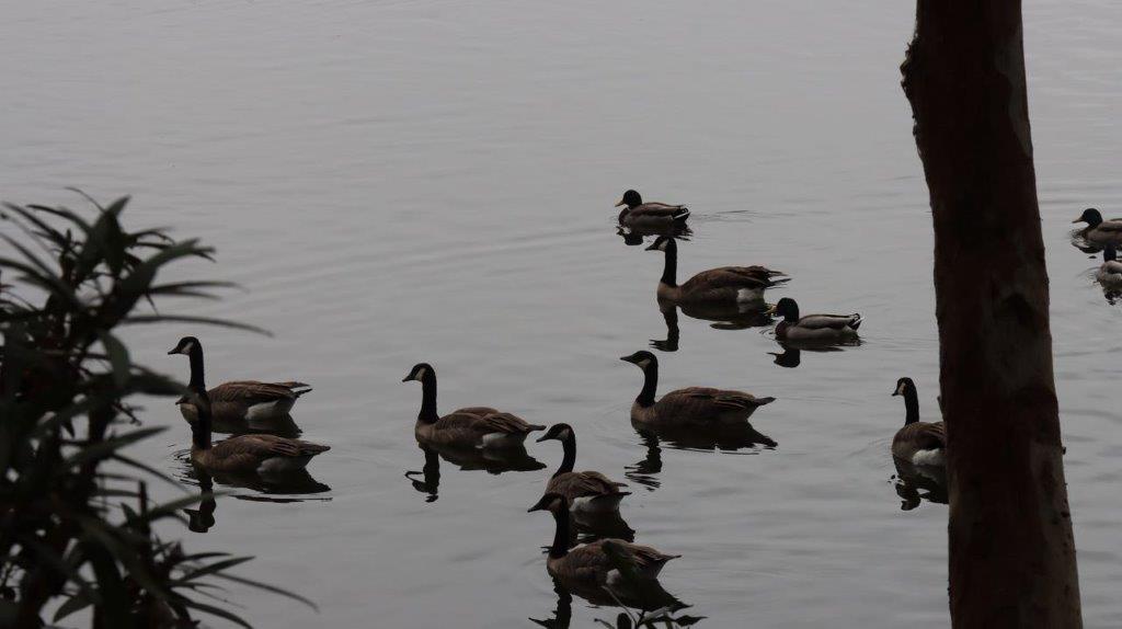 A group of ducks swimming in water

Description automatically generated